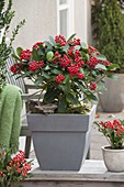 Skimmia japonica 'Veitchii' (fruit cimmia) in a square tub