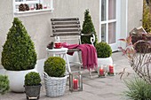 Autumn terrace with Buxus sempervirens (box) cones and spheres