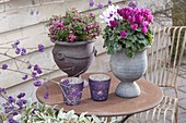 Cups planted with Cyclamen (Cyclamen) and Pernettya (Peat Myrtle)