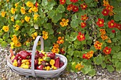 Freshly harvested peppers (Capsicum) in a wire basket in front of Tropaeolum majus
