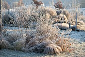 Bed with frozen shrubs, perennials and grasses
