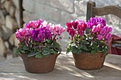 Cyclamen persicum (cyclamen) planted together in copper bowls