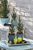 Small Picea glauca 'Conica' (sugar loaf spruce) in turquoise pots