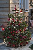 Abies nordmanniana (nordmann fir) decorated as a Christmas tree