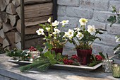 Helleborus niger in red glass pots, branches of Ilex