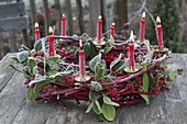 Wreath of branches of Cornus, Ilex and Hedera