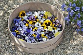 Viola flowers are drying for tea