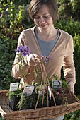 Frau bepflanzt Terracotta - Schale mit Fetthenne und verschiedenen Thymian
