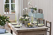 Table decoration with mini phalaenopsis