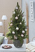 Picea glauca'Conica' (Zuckerhutfichte) als lebendiger Weihnachtsbaum