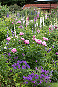 Perennial bed in June with peonies, cranesbill and foxglove