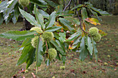 Branch of Marone, sweet chestnut with unripe fruit