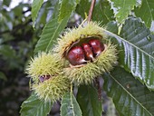 Fruchthüllen der Esskastanie platzen auf und zeigen reife Maronen