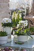 Primula acaulis (Primeln), Hyacinthus 'White Pearl' (Hyazinthen) und Feldsal