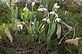 Galanthus nivalis (snowdrop) in moss