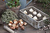 Plant Onion flowers in autumn, wood box with onions of allium