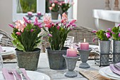 Winter table decoration with Schlumbergera (Christmas cactus)