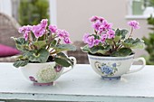 Saintpaulia Ionantha (African Violet) with blooming flowers