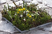 Untersetzer mit Galanthus nivalis (Schneeglöckchen) und Eranthis hyemalis