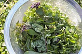 Spring cure with wild herbs for salad or smoothies