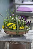 Woodchip basket with Eranthis hyemalis, Fritillaria meleagris