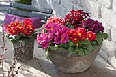 Primula acaulis (primrose) in dish and pot