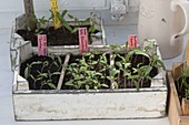 Tomato seeding on the windowsill