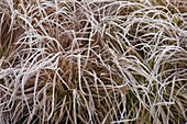 Gefrorene Carex (Segge) im Beet