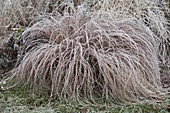 Carex comans 'Frosted Curls' (New Zealand sedge) in hoarfrost