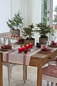 Advent table with young Picea abies plants