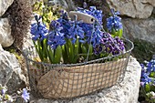 Hyacinthus orientalis and Primula Siroccoco 'Purple'