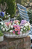 Basket jardiniere with Primula acaulis and Viola cornuta Callisto