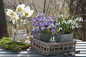 Crocus (Krokusse) und Galanthus nivalis (Schneeglöckchen)