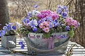 Anemone blanda (Strahlenanemonen) und Primula acaulis (Primeln)