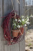 Kranz aus Cornus sanguinea (Rotholz-Hartriegel), Galanthus nivalis