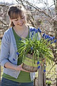 Woman with muscari siberica (grape hyacinth) in the basket