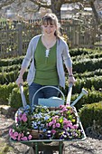 Woman with wheelbarrow full of spring flowers for planting