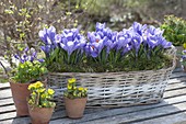 Crocus vernus 'Grand Maitre' (Krokusse) im Korbkasten, Eranthis