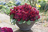 Primula elatior (High Primrose) in concrete bowl