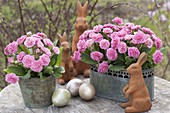 Primula 'Romance' with Easter bunnies and Easter eggs