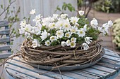 Anemone blanda 'White Splendor', white arctic violet