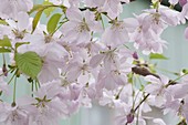 Prunus sargentii 'Accolade' (Early ornamental cherry)