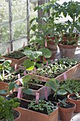 Prefer to plant vegetables and summer flowers in the greenhouse