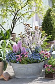 Old zinc tub planted with spring bloomers