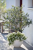 Olea europaea underplanted with Lobularia