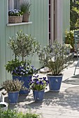 Terrasse mit essbaren Blüten und Kräutern : Olea europaea