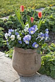 Viola wittrockiana, v. cornuta and tulipa