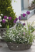 Basket with tulipa 'Negrita' and white myosotis