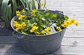 Old zinc buckets as mini ponds on the terrace