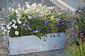 Light blue wooden box in blue and white planted-Viola cornuta